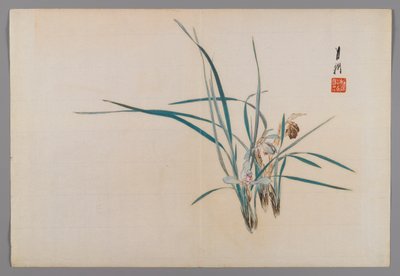 Orchideen, Albumseite aus einem Vogel- und Blumenbuch (Kacho), ca. 1890-1900 von Ogata Gekko